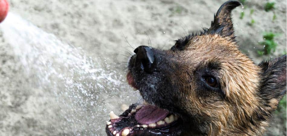 keeping your pets happy and hydrated